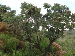 Protea caffra subsp. caffra